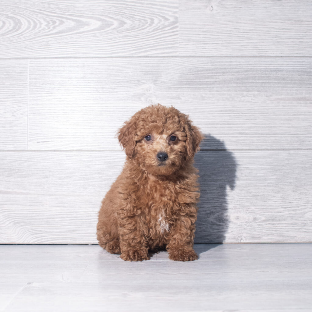 [#261106-01]  - Red M Poodle Mini Puppies for Sale