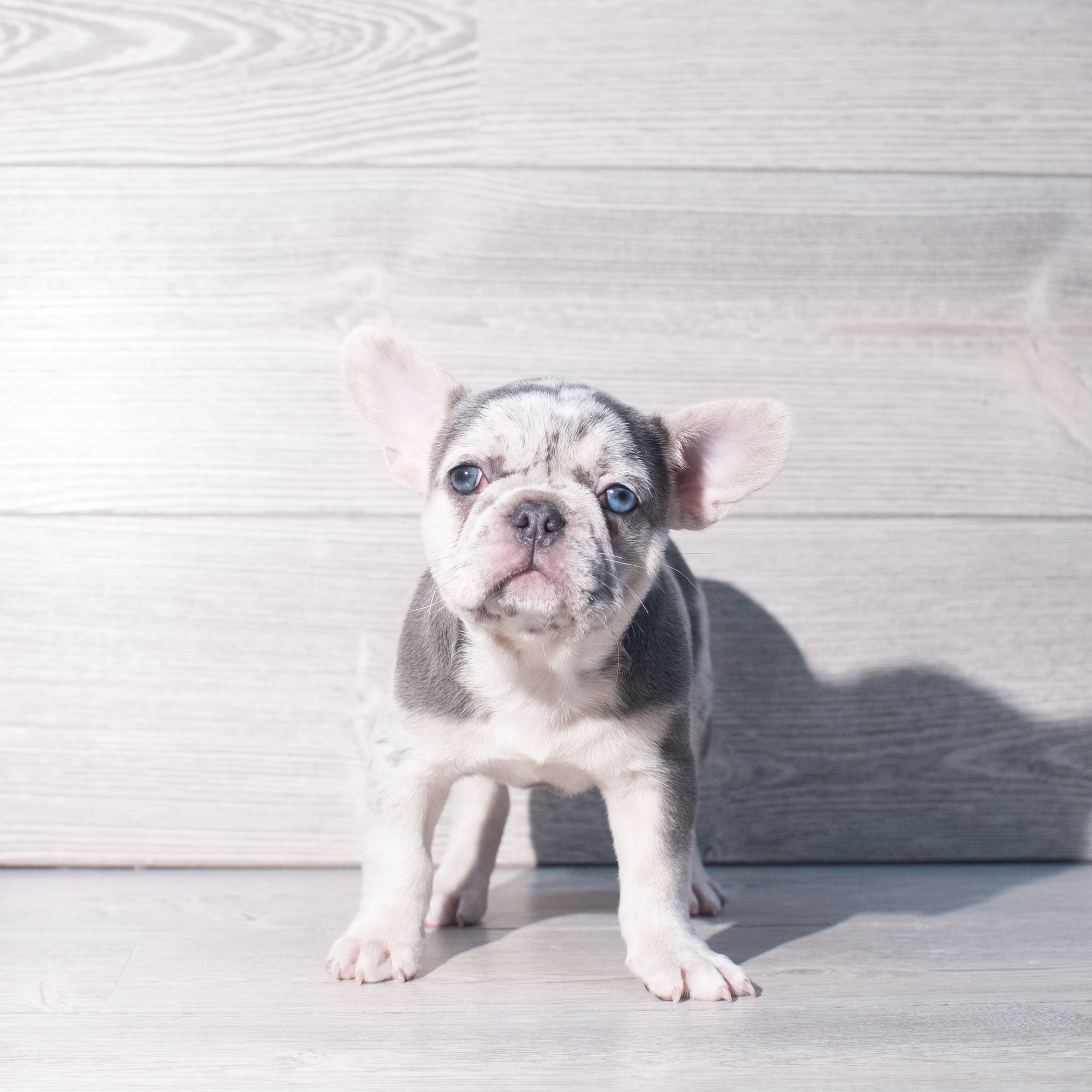 French Bulldog (F) 2382 Image #1