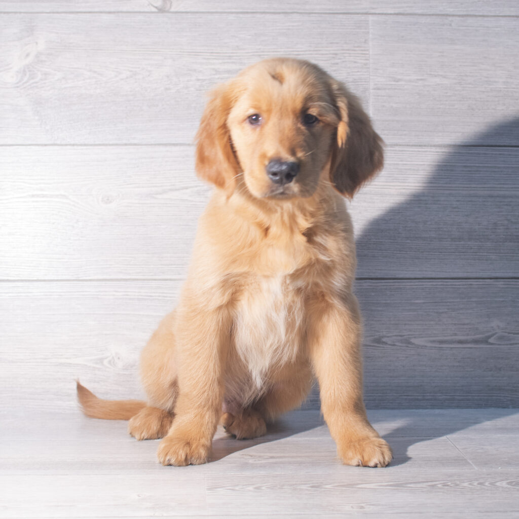 [#26197-02]  - Golden M Golden Retriever Puppies for Sale