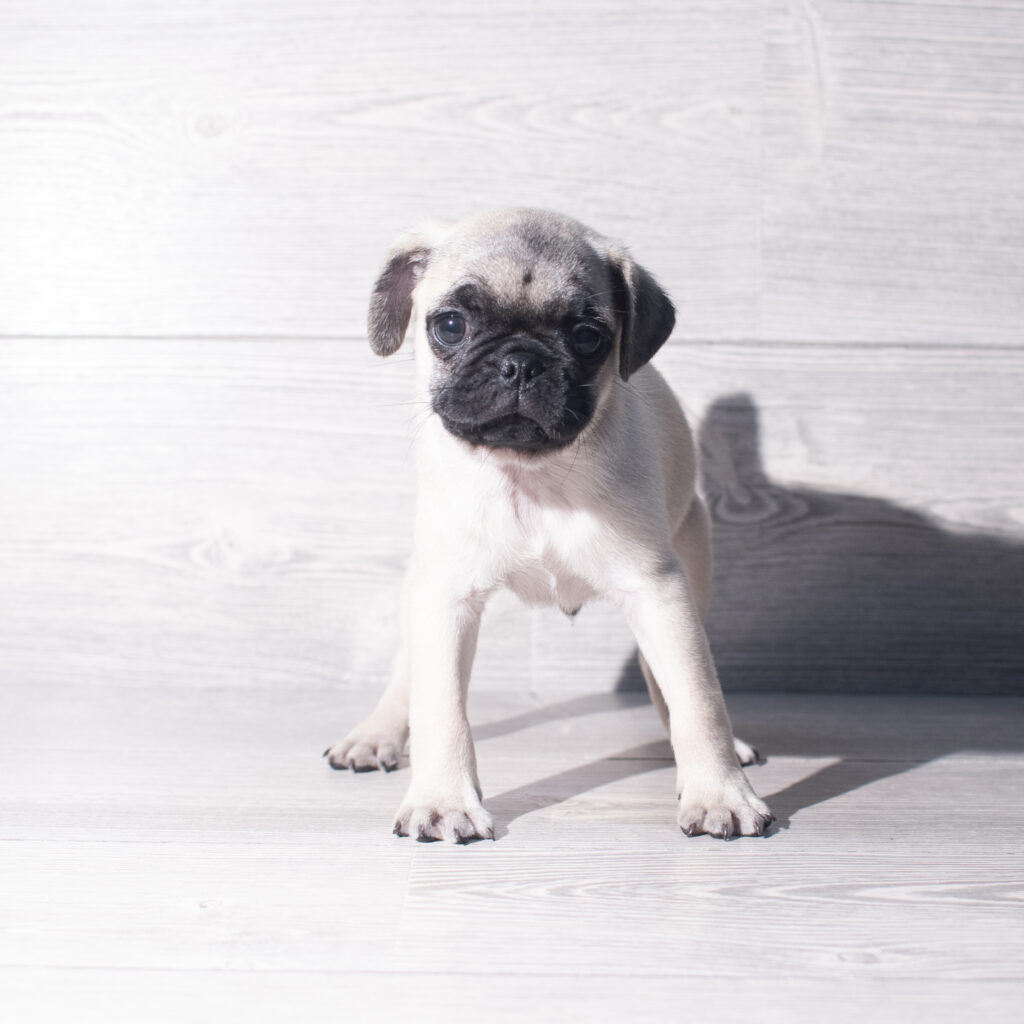 [#261138-03]  - Fawn M Pug Puppies for Sale