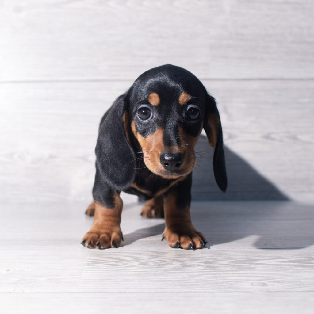 [#261059-02]  - Black / Tan F Dachshund Puppies for Sale