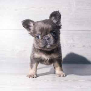 French Bulldog (F) 2392