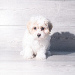 Petland Cleveland Maltipoo puppy available