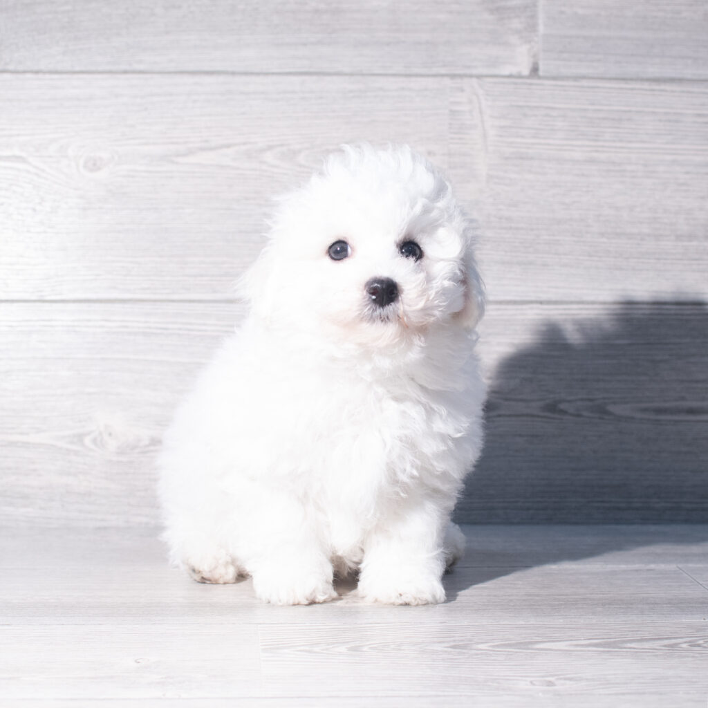 [#261055-03]  - White M Bichon Frise Puppies for Sale