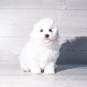 Petland Cleveland Bichon Frise puppy available