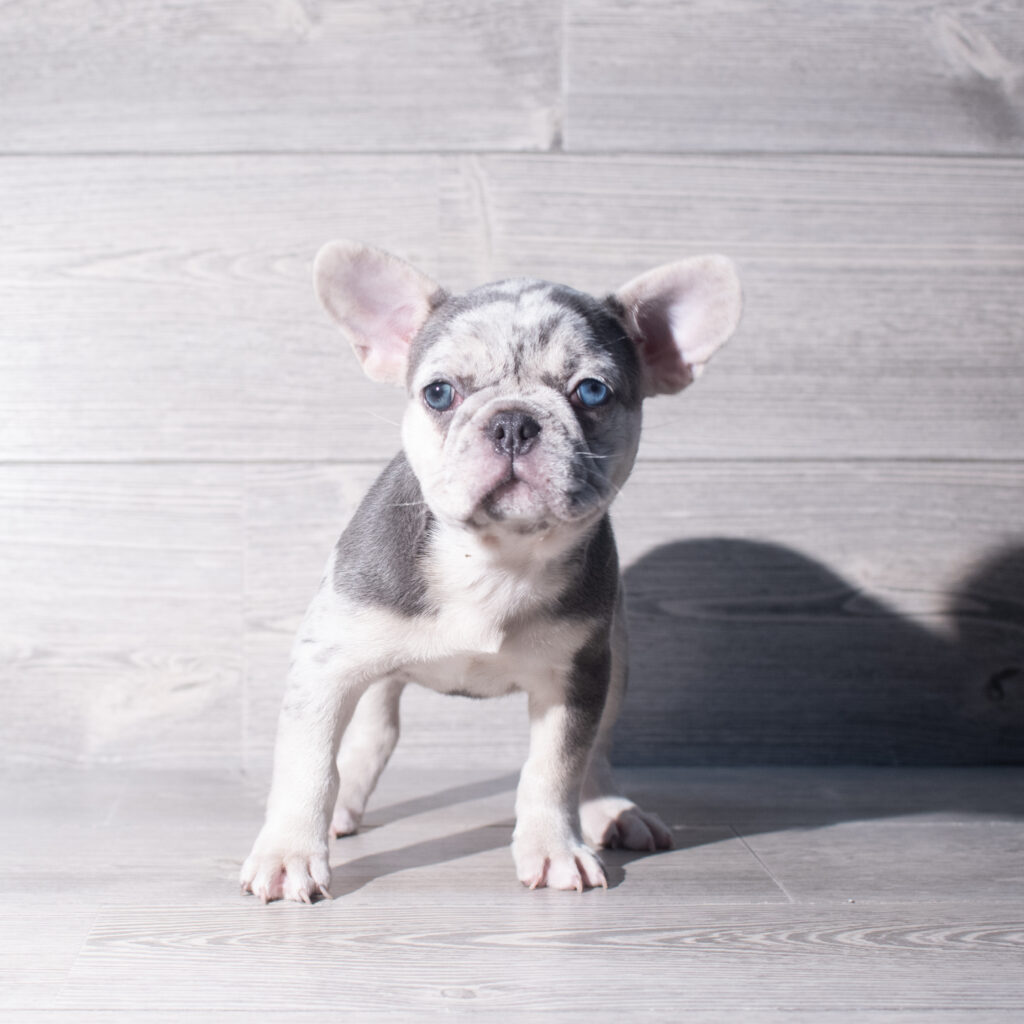 [#26903-01]  - Blue Merle F French Bulldog Puppies for Sale