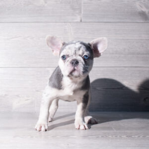 Petland Cleveland French Bulldog puppy available