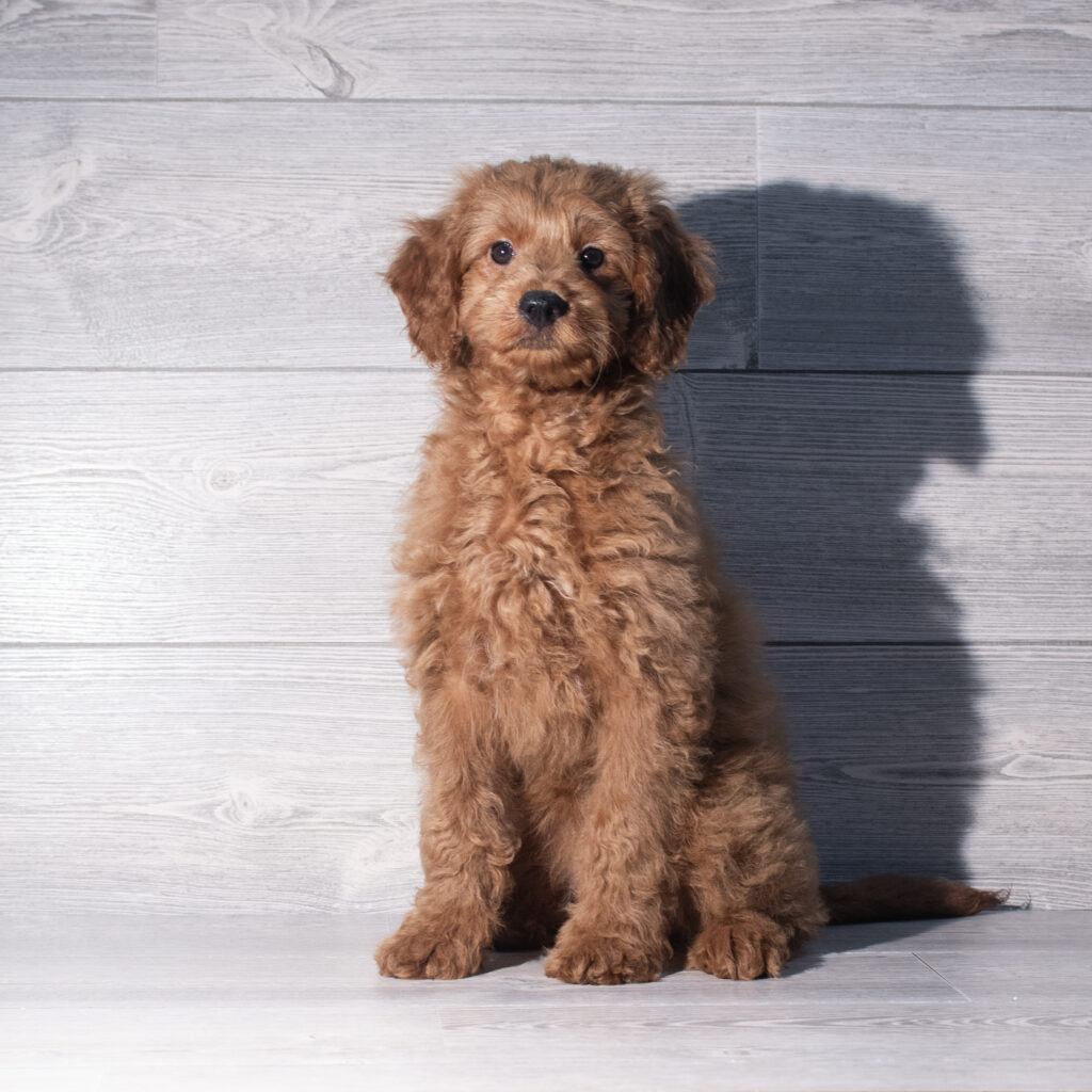 [#26174-09]  - Golden F Goldendoodle Mini F1 Puppies for Sale