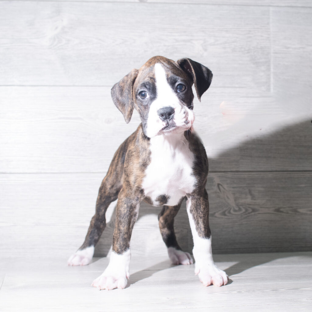 [#261030-05]  - Brindle / White M Boxer Puppies for Sale