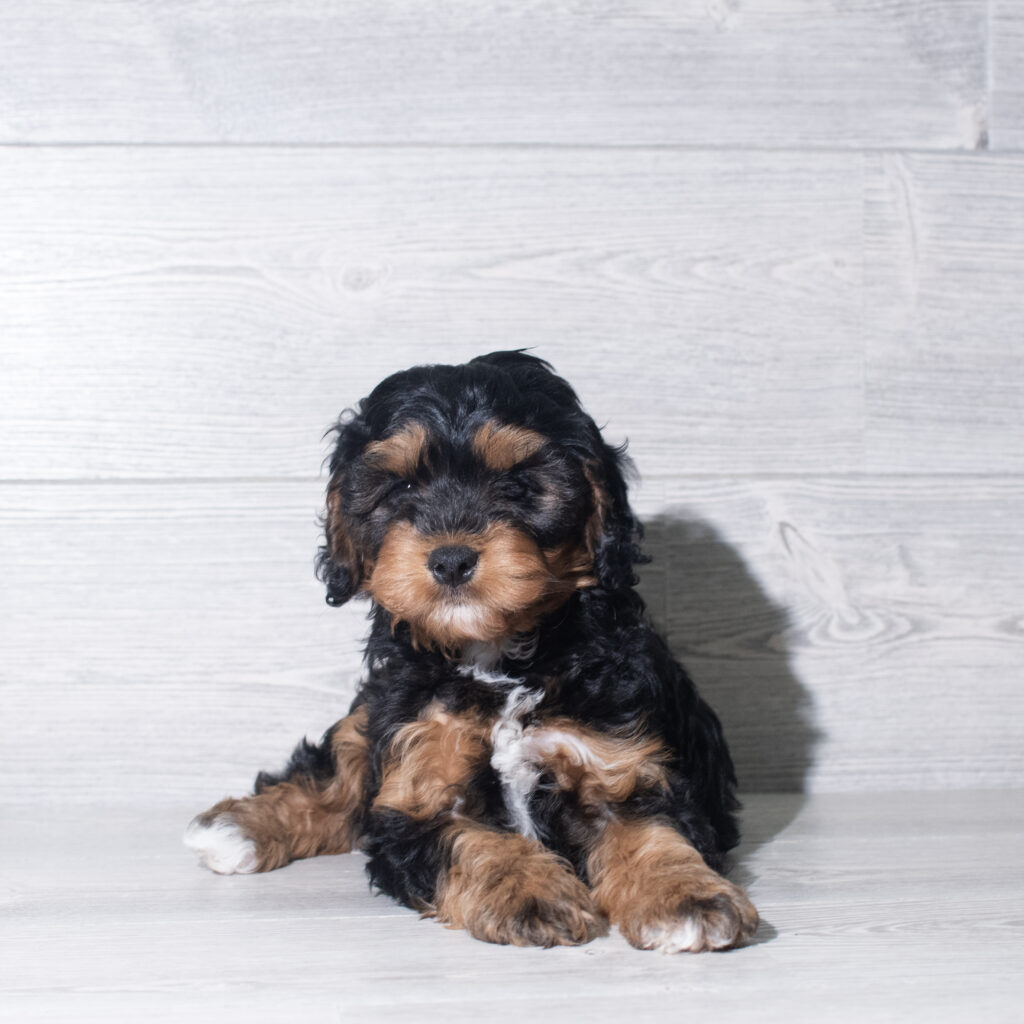 [#26111-04]  - Black / Tan M Cavapoo Puppies for Sale