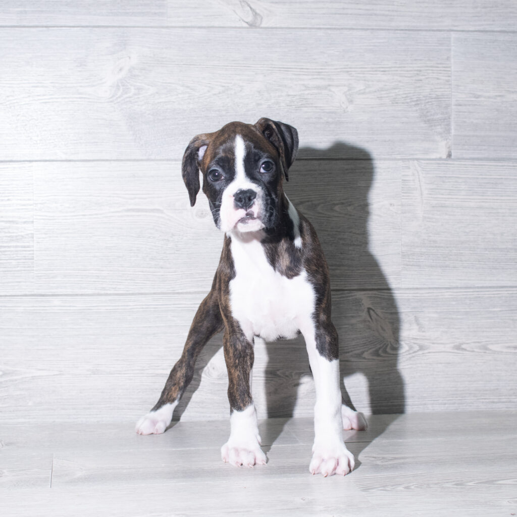 [#261030-06]  - Brindle / White F Boxer Puppies for Sale