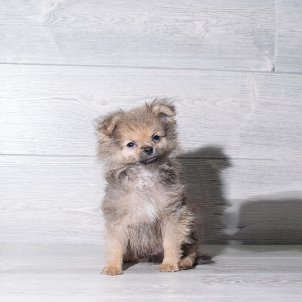 [#261207-01]  - Red Sable M Pomeranian Puppies for Sale