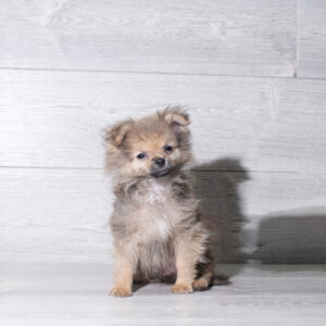 Pomeranian (M) 6013