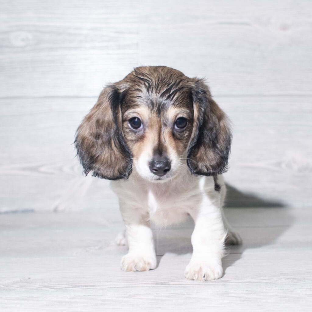 [#261028-03]  - Black / Tan M Dachshund Puppies for Sale