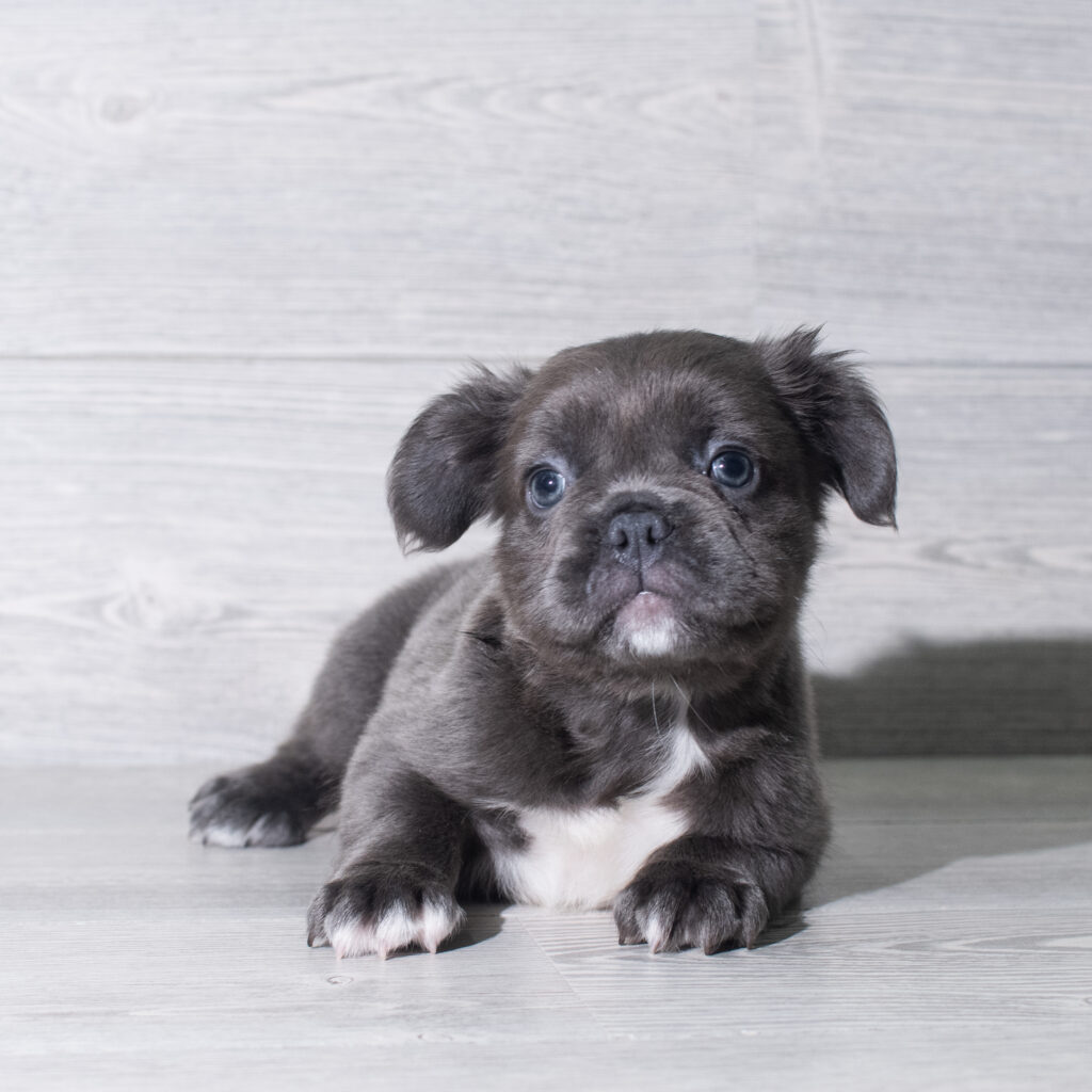 [#261140-03]  - Blue M French Bulldog Puppies for Sale