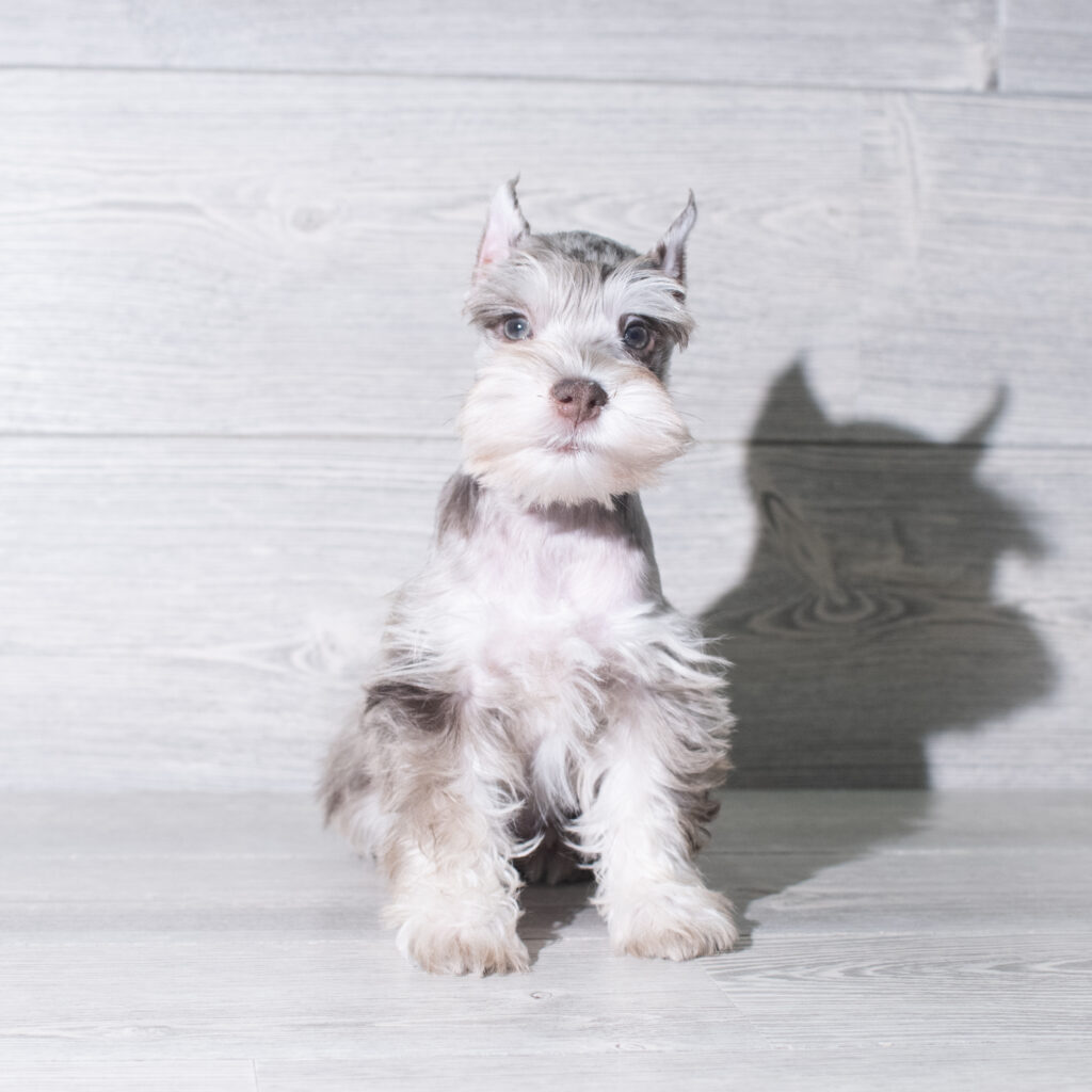 [#26954-01]  - Liver F Miniature Schnauzer Puppies for Sale