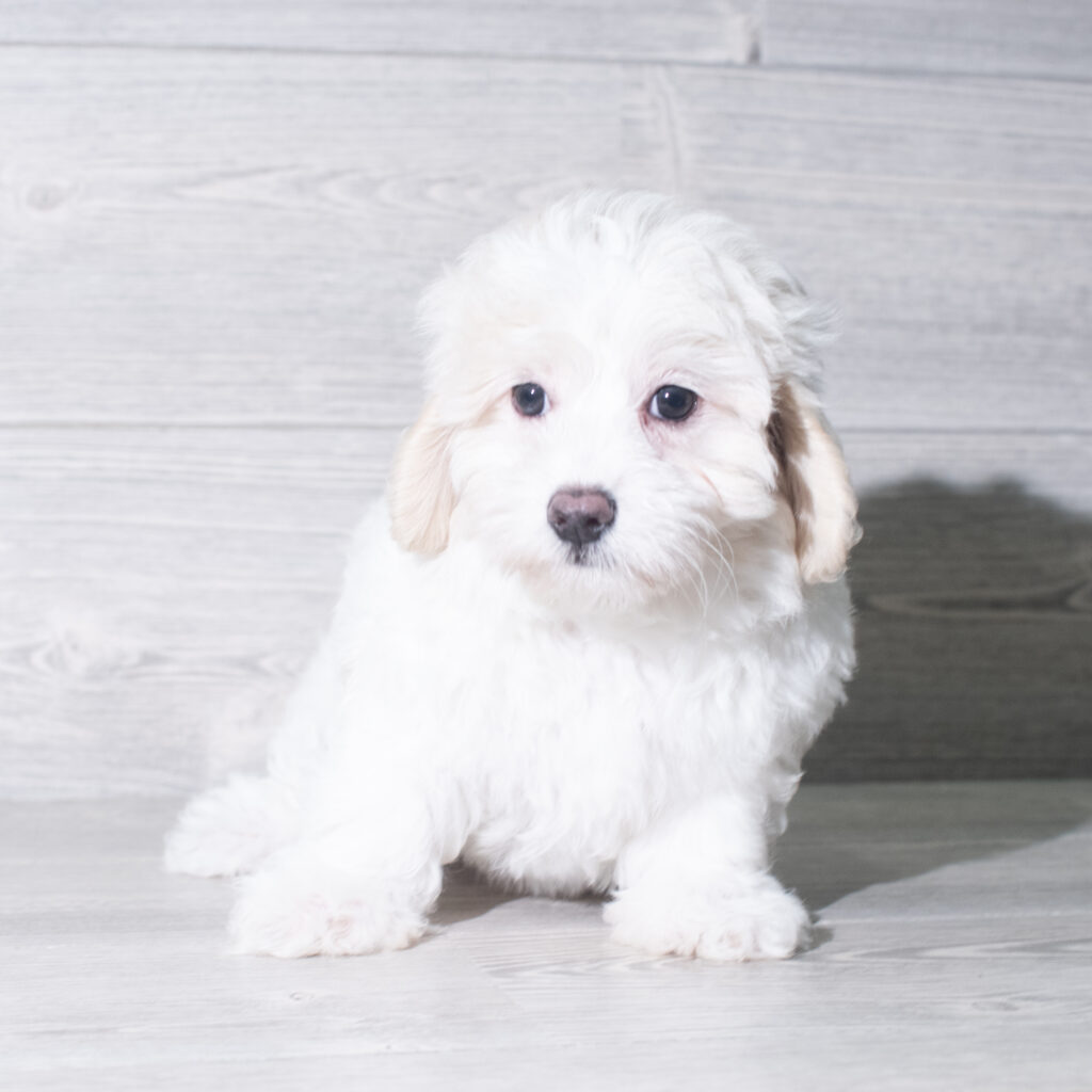 [#26982-03]  - White F Maltipoo Puppies for Sale