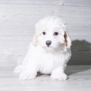 Petland Cleveland Maltipoo puppy available