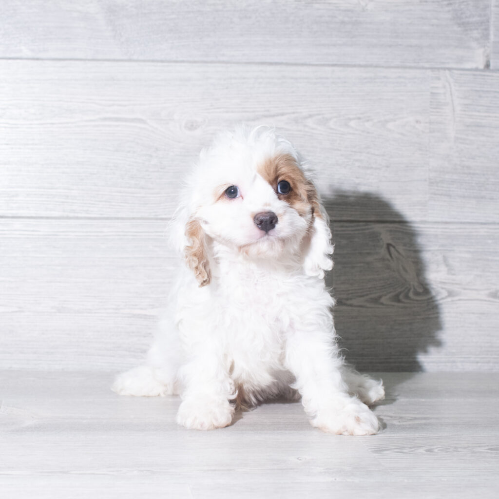 [#26987-02]  - Cream M Cavapoo Puppies for Sale