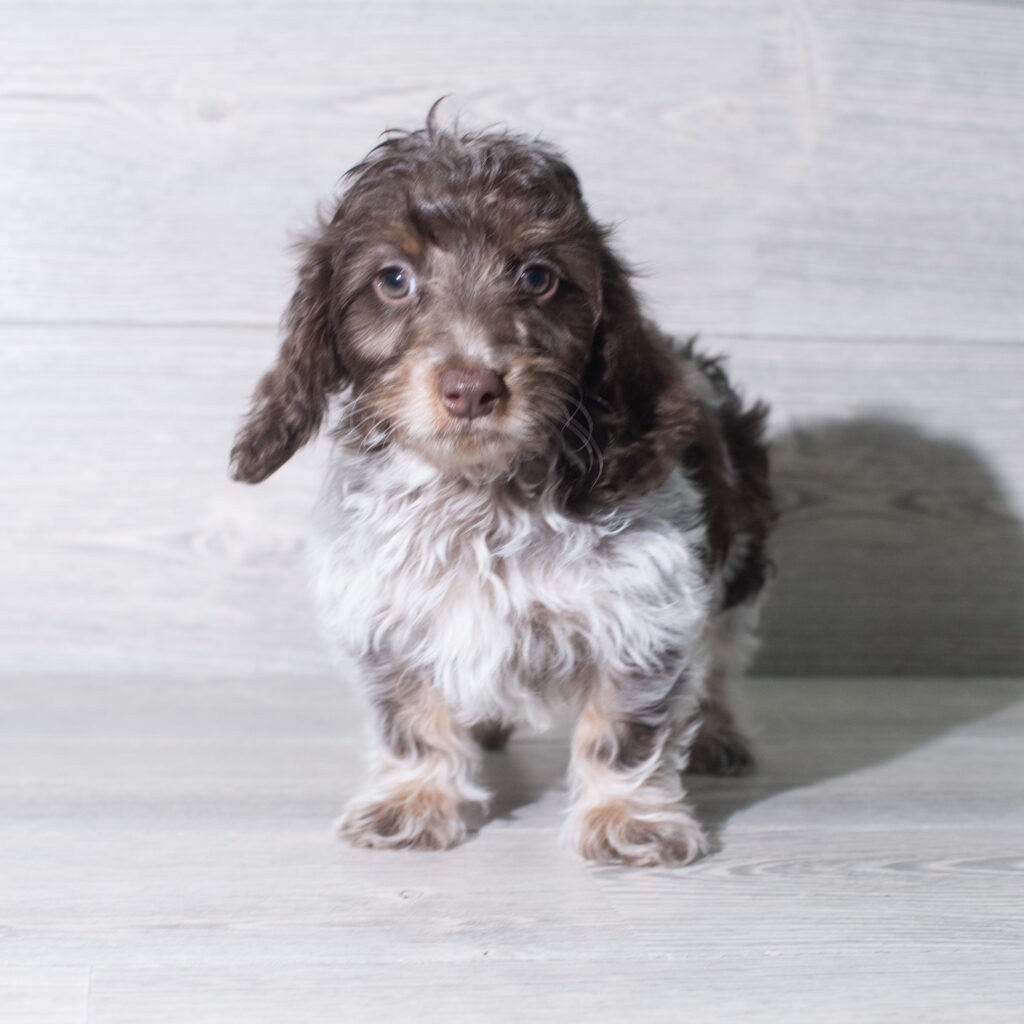 [#26104-01]  - Chocolate M Doxiepoo Puppies for Sale