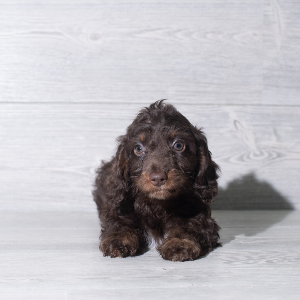 [#26104-06]  - White / Chocolate M Doxiepoo Puppies for Sale