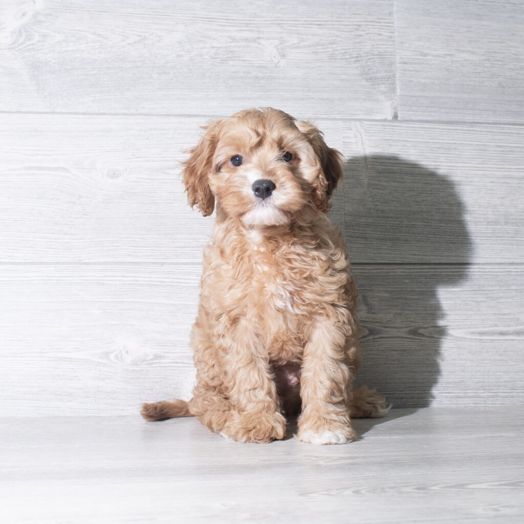 [#261239-02]  - Red M Cavapoo Puppies for Sale