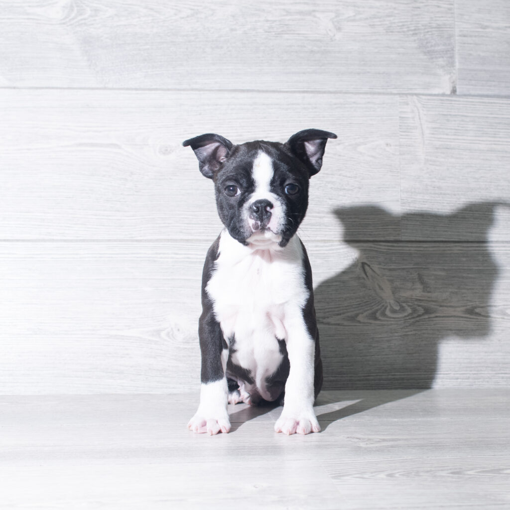 [#261325-01]  - Black / White M Boston Terrier Puppies for Sale