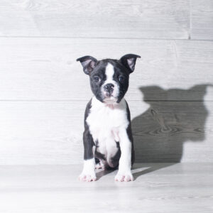 Petland Cleveland Boston Terrier puppy available