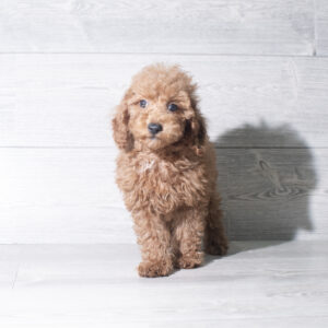 Poodle (M) 6020