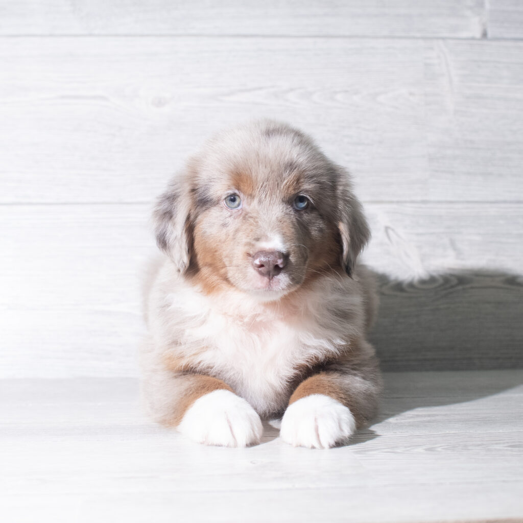 [#26151-06]  - Red Merle M Miniature Australian Shepherd Puppies for Sale