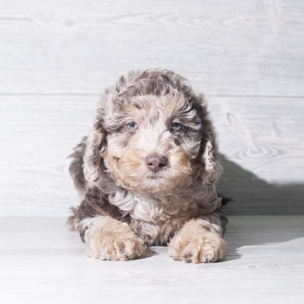 [#26154-01]  - Chocolate Merle M Labradoodle Mini F1b Puppies for Sale