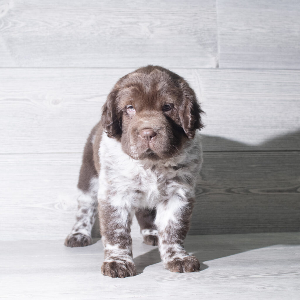 [#26960-03]  - Chocolate Merle M Hippo Mini Puppies for Sale