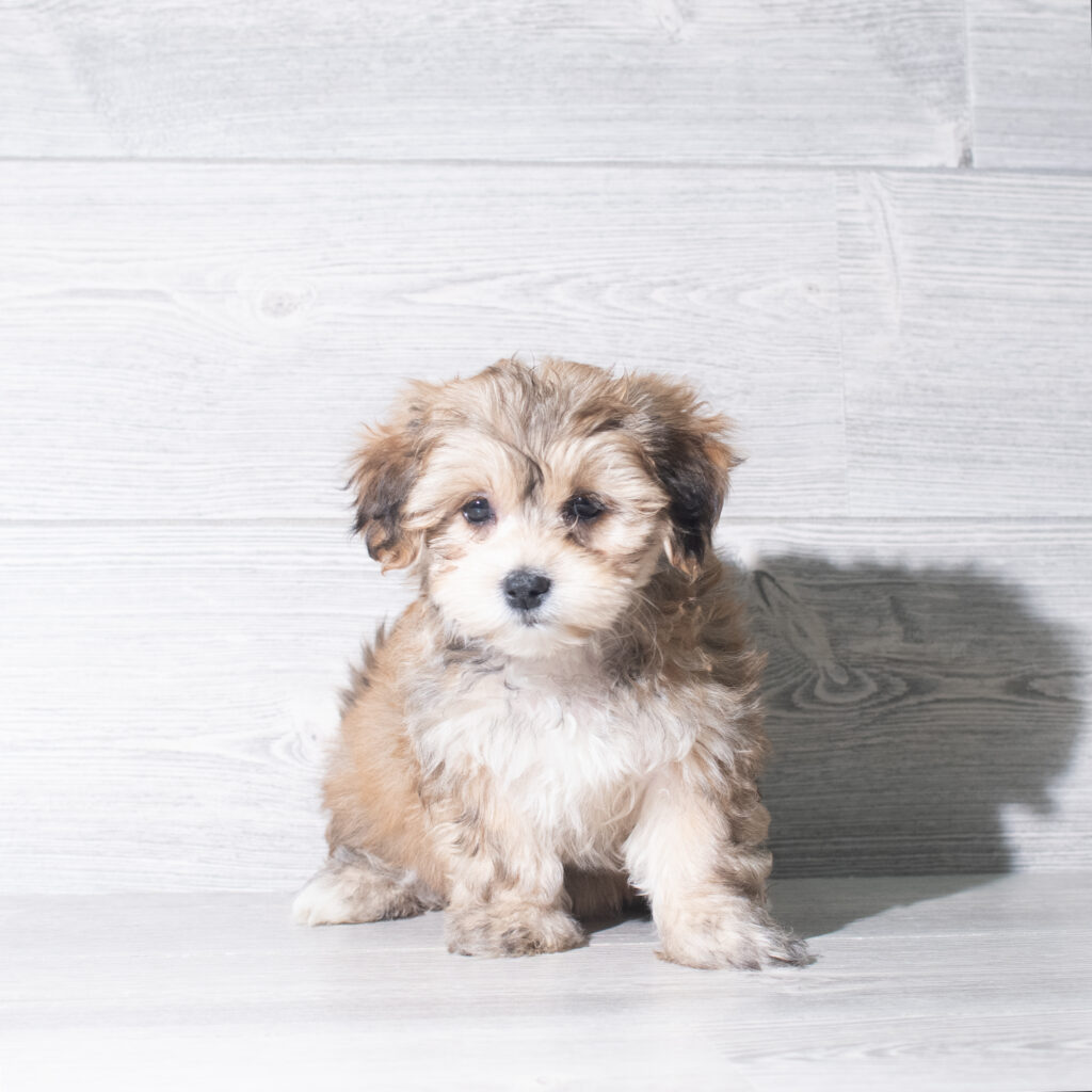 [#261007-02]  - Brown F Yochon Puppies for Sale