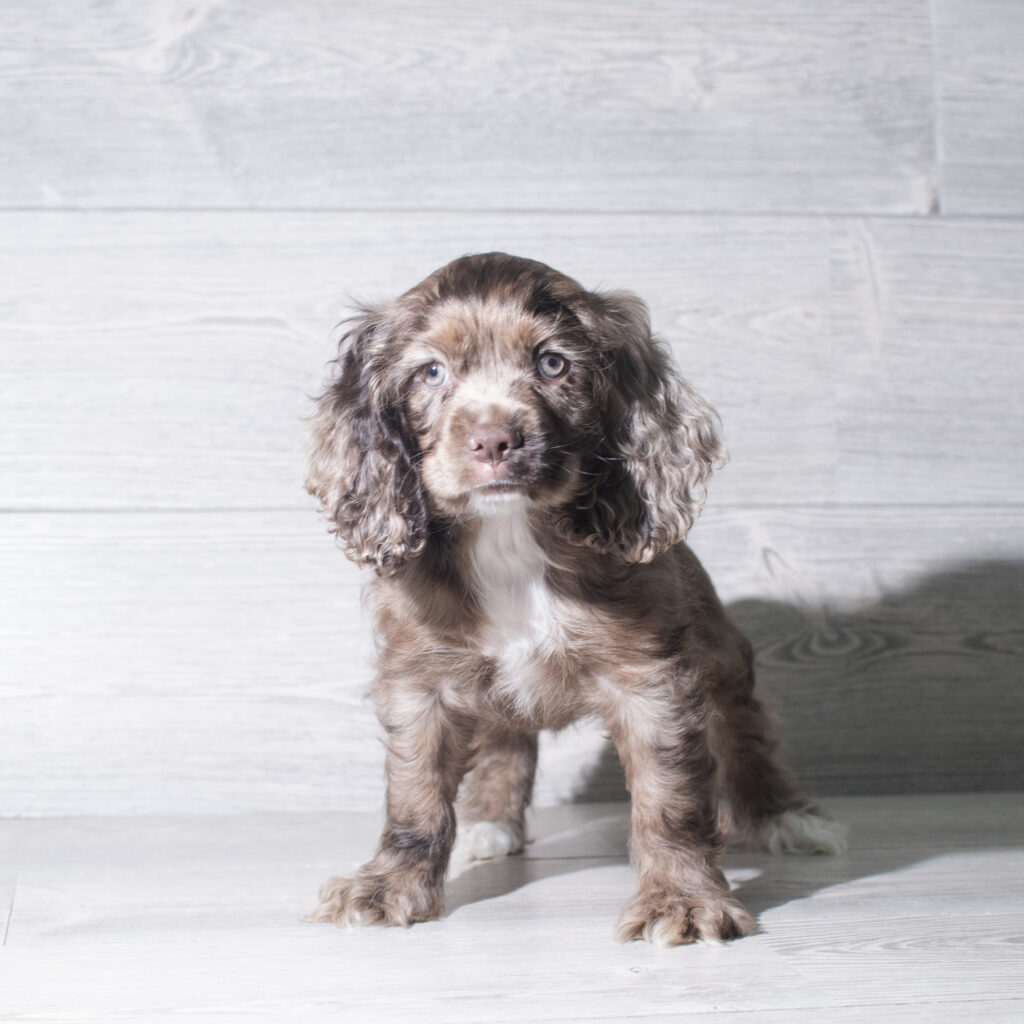 [#261075-07]  - Chocolate Merle F Cocker Spaniel Puppies for Sale