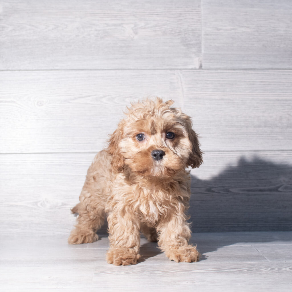 [#261239-03]  - Red M Cavapoo Puppies for Sale