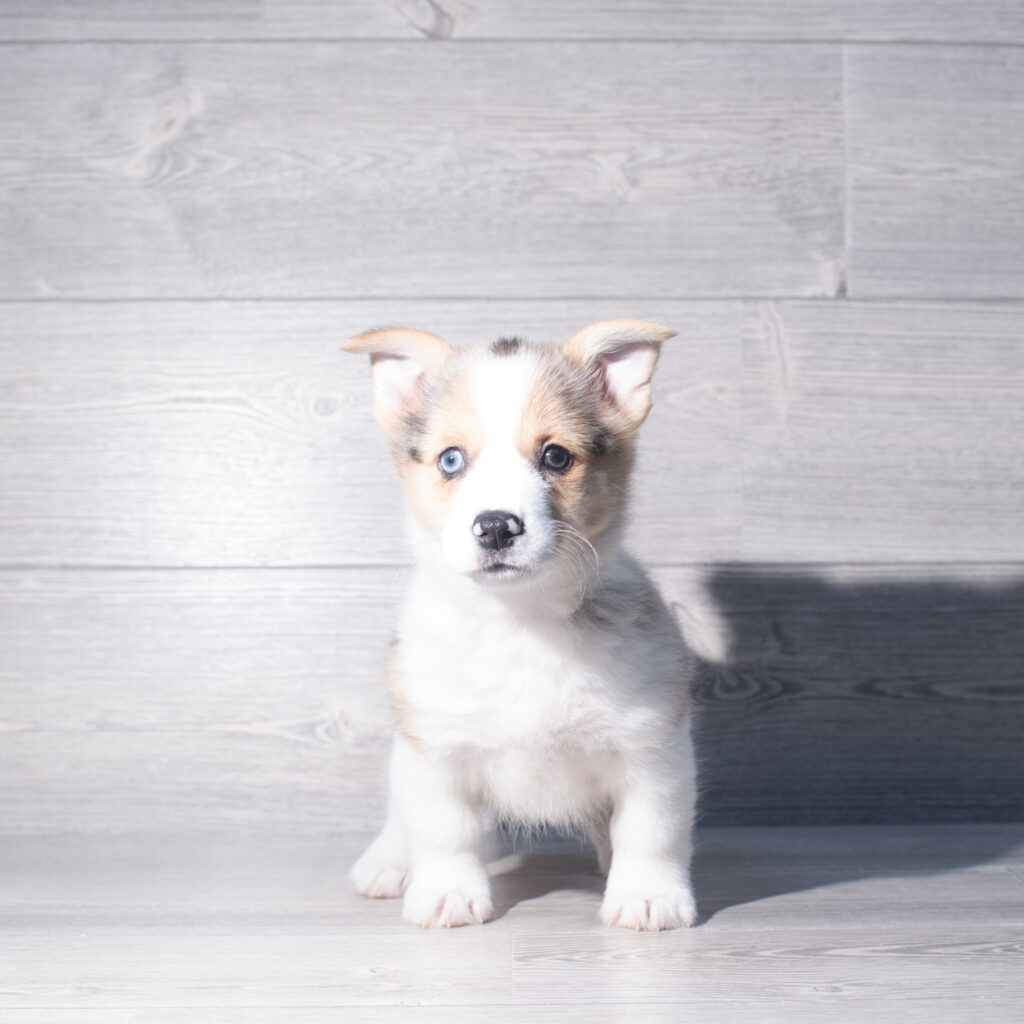 [#261178-05]  - Merle F Pembroke Welsh Corgi Puppies for Sale