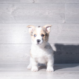 Pembroke Welsh Corgi (F) 2398