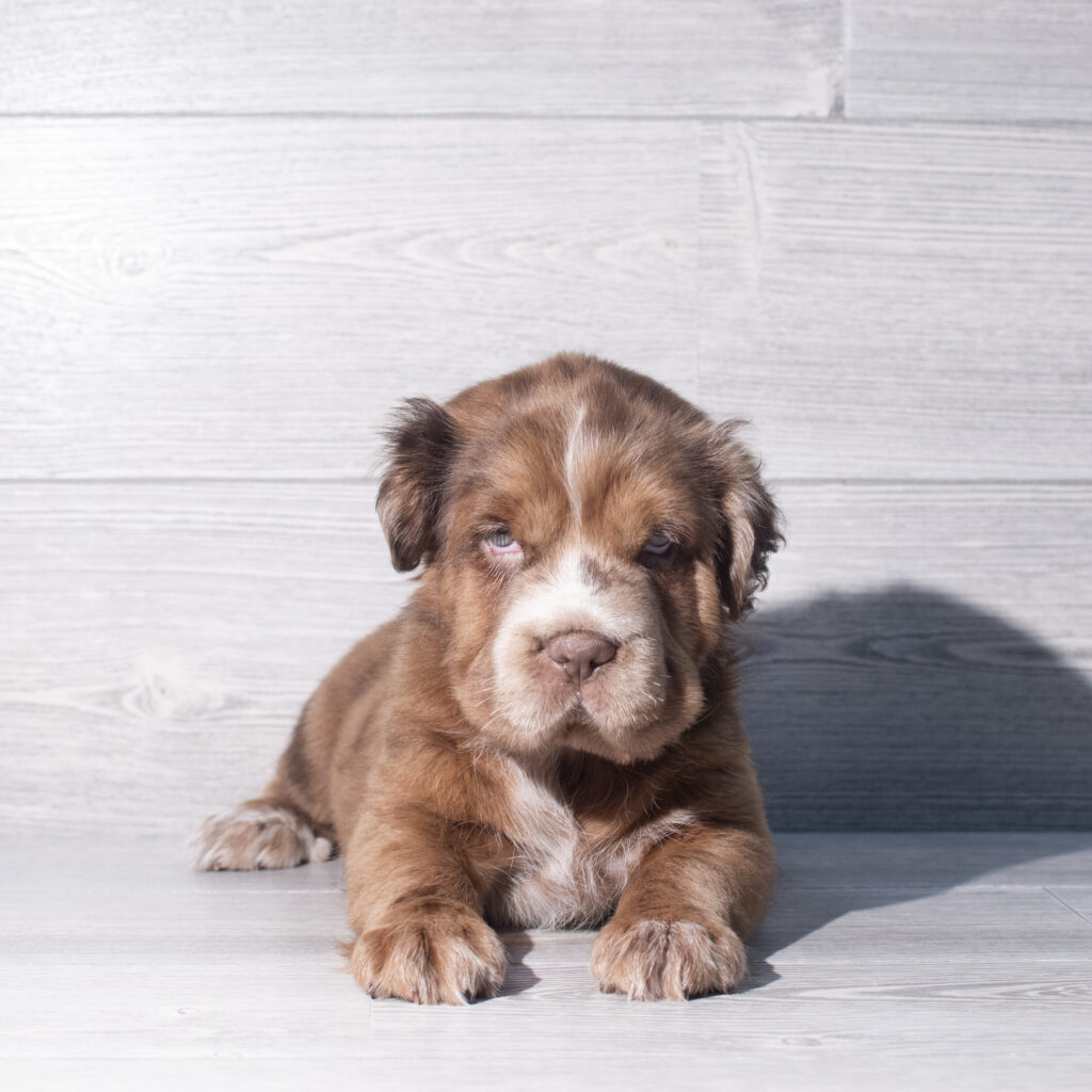 [#26952-01]  - Chocolate Merle M Hippo Mini Puppies for Sale