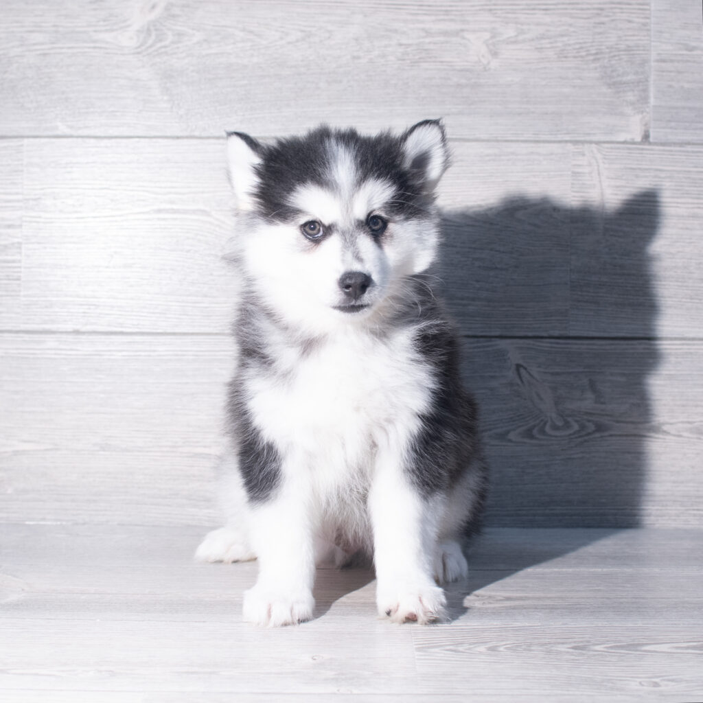 [#26148-01]  - Black / White M Pomsky 2nd Gen Puppies for Sale