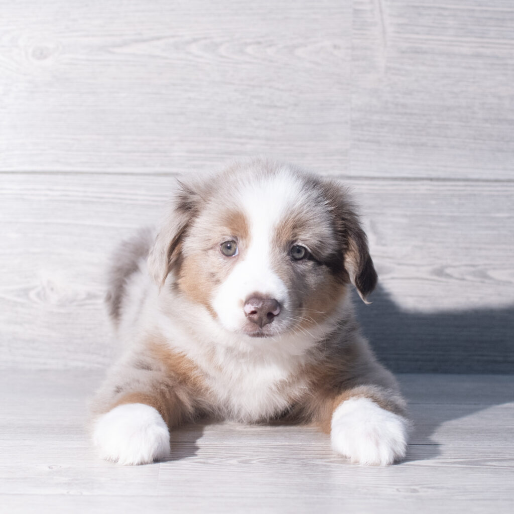 [#26151-05]  - Red Merle M Miniature Australian Shepherd Puppies for Sale