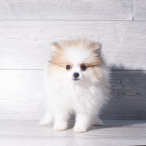 Pomeranian (M) 2399