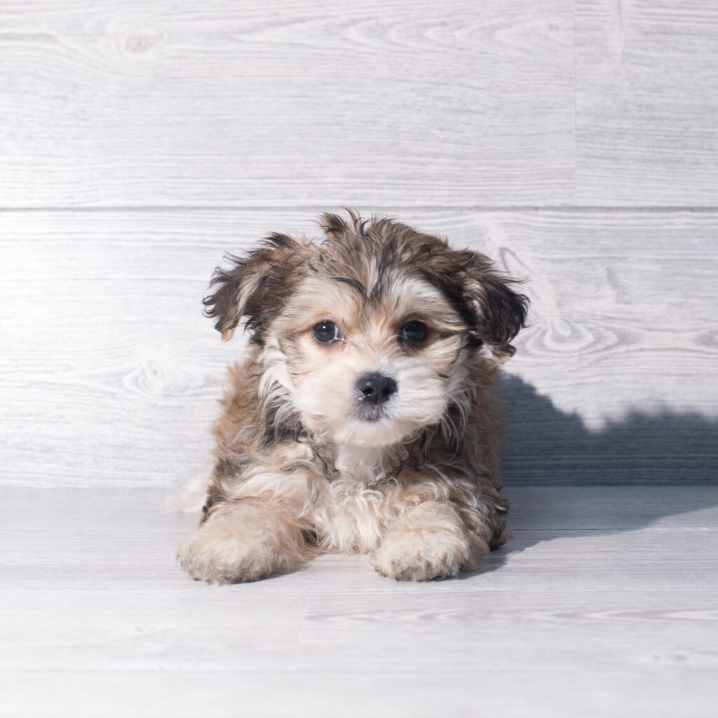[#261007-03]  - Brown F Yochon Puppies for Sale