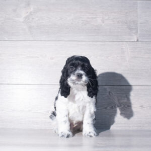 Cocker Spaniel (M) 2401