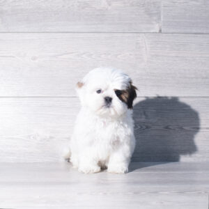 Lhasa Apso (F) 2402