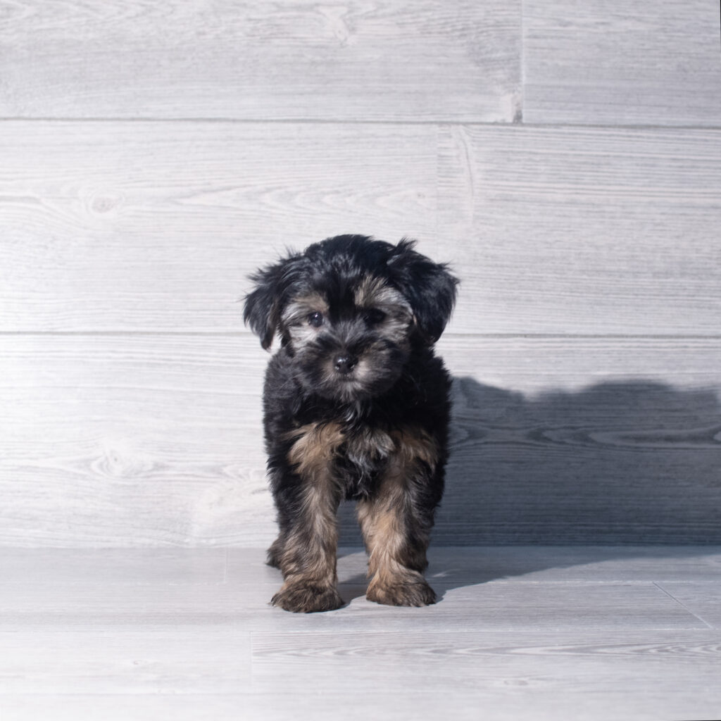 [#26989-01]  - Black / Tan M Poodle Toy/Yorkshire Terrier Puppies for Sale