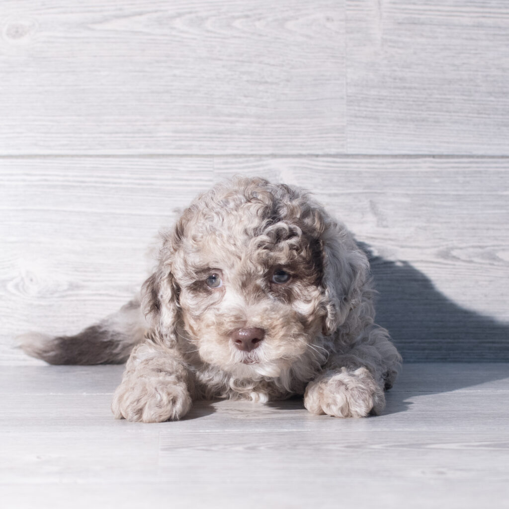 [#26154-02]  - Chocolate Merle M Labradoodle Mini F1b Puppies for Sale
