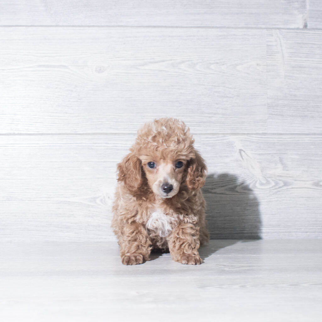 [#261100-02]  - Apricot M Poodle Puppies for Sale