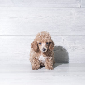 Poodle (M) 6032
