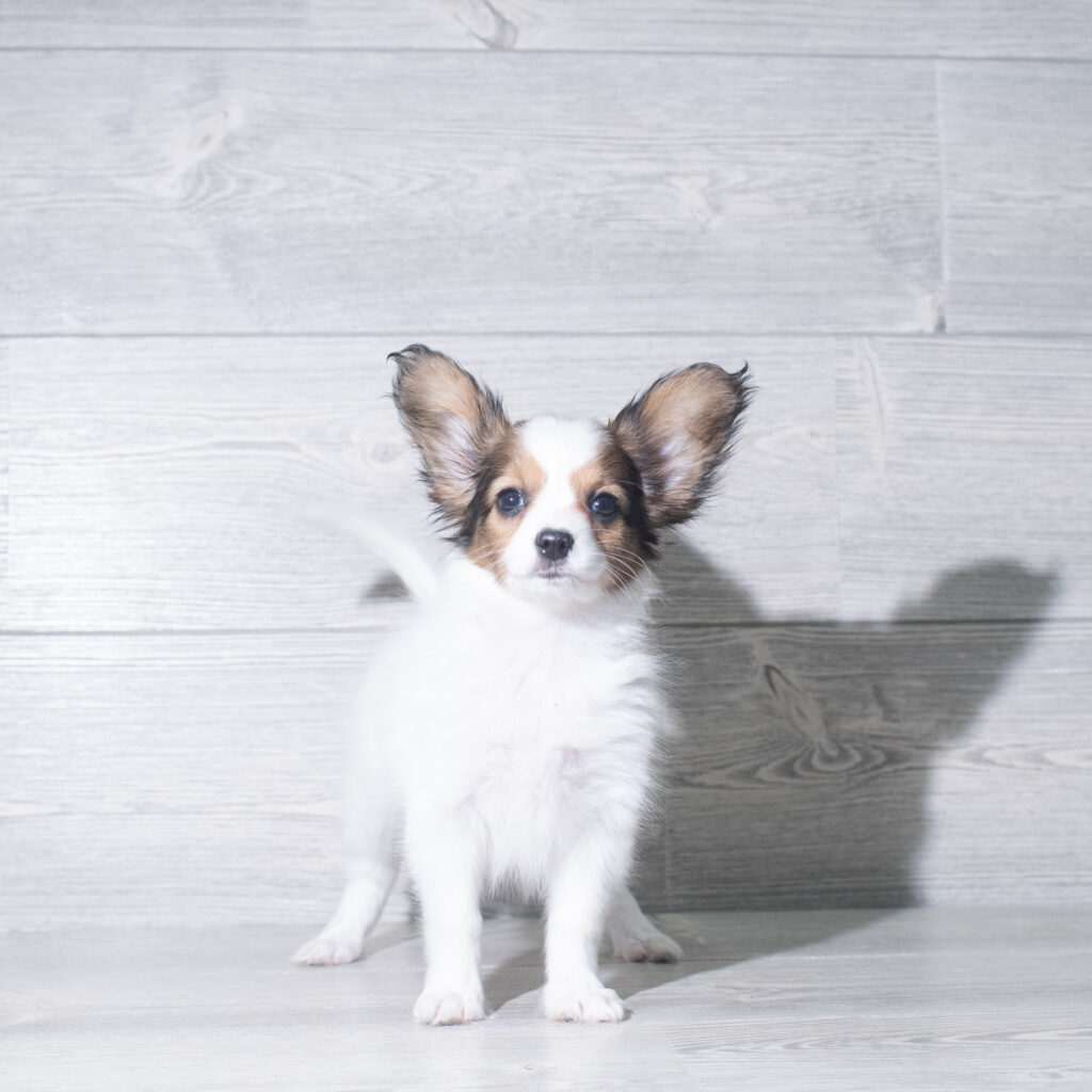 [#261420-05]  - Brown / White F Papillon Puppies for Sale