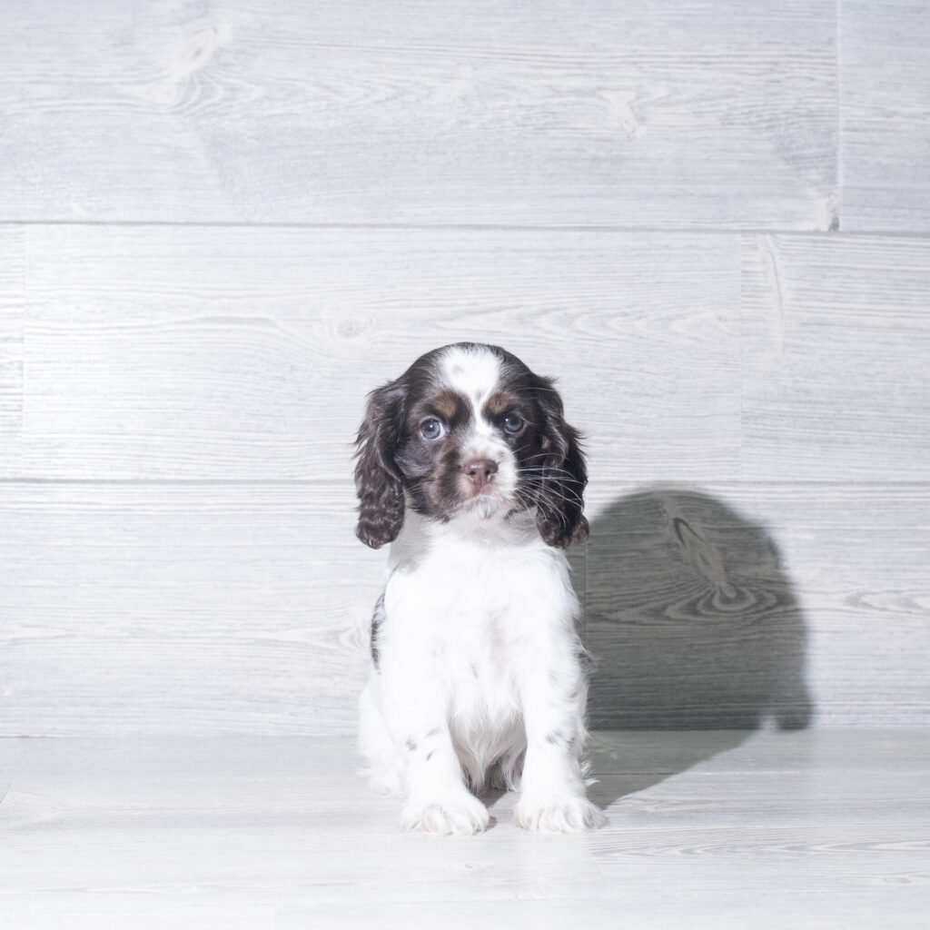 [#261181-05]  - Chocolate / White F Cocker Spaniel Puppies for Sale